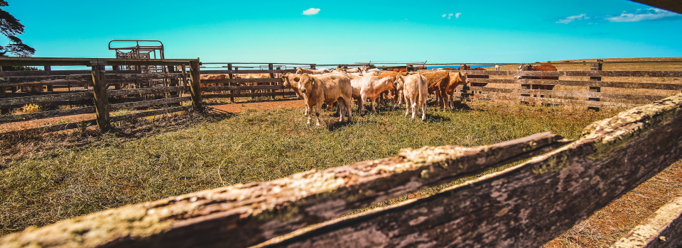Canva-Herd-Of-Cows-In-Farm